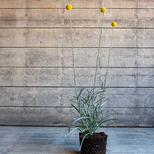 Trommelstokjes - Drumstick