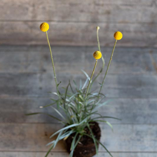 Trommelstokjes - Drumstick