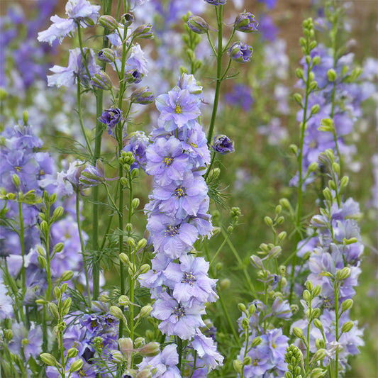Delphinium QIS Light Blue