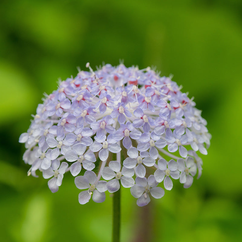 55230_800x800