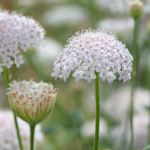 Kantbloem - Lacy Pink