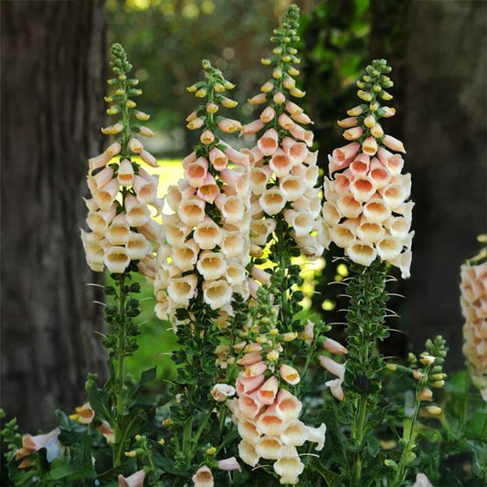 Vingerhoedskruid - Dalmatian Peach