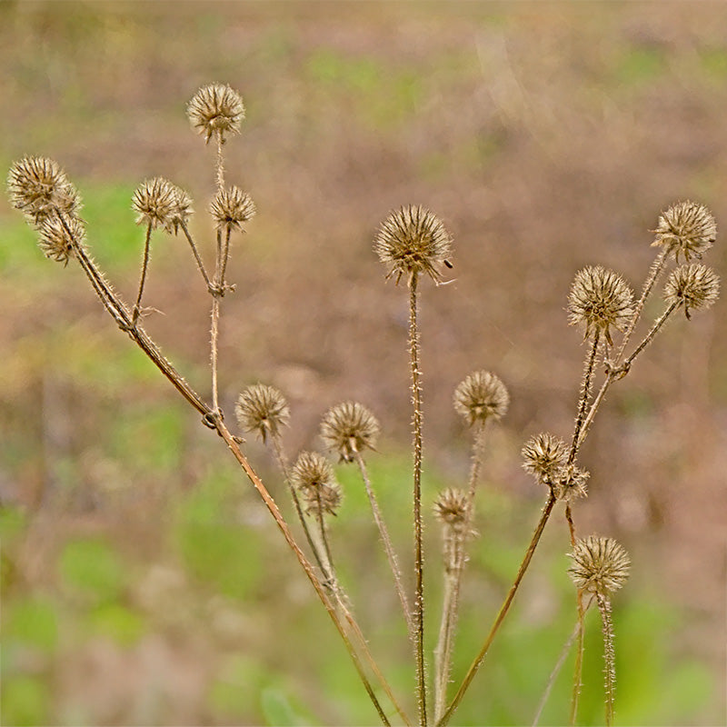 55242_2_800x800