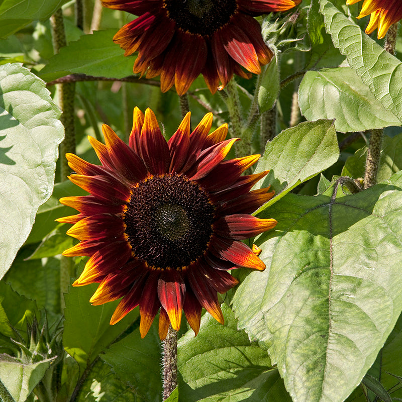 Sonnenblume | Shock o Lat F1 | Helianthus annuus | Jansen Samen