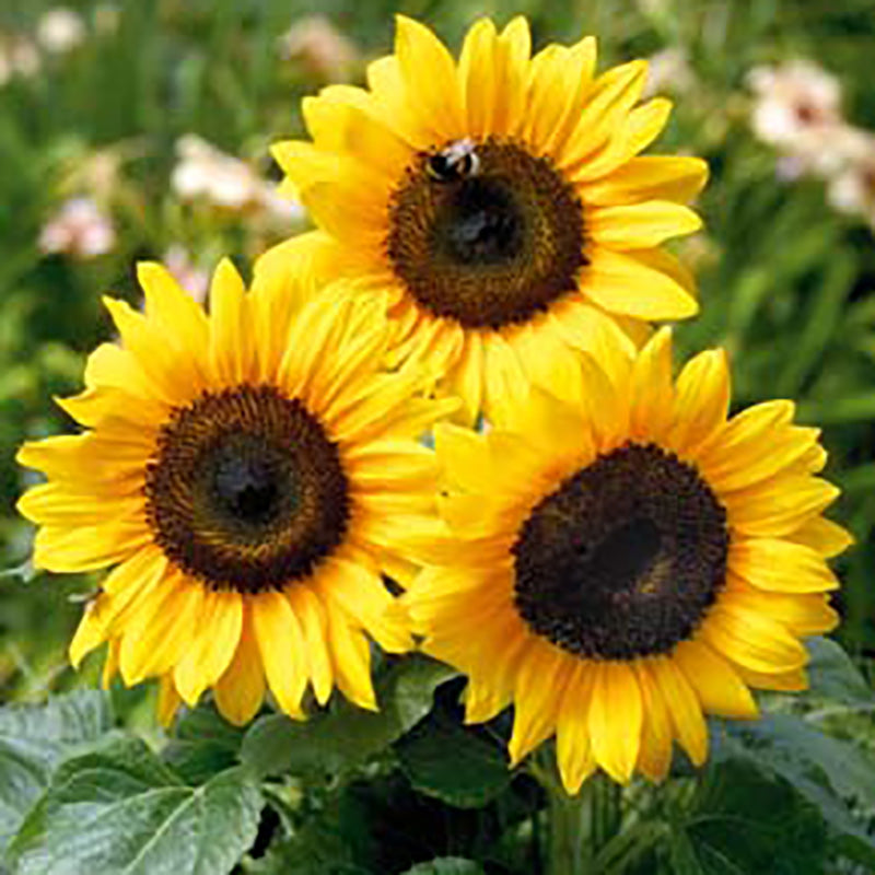 files/59249_800x800_4f8cbad8-f0cc-48a5-b2e8-707777138428.jpg
