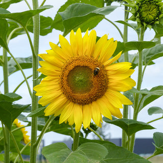 Zonnebloem - Peredovick