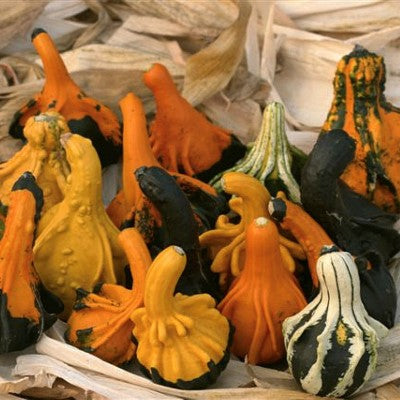 [40015.15] Autumn Wings Small (15 zaden)