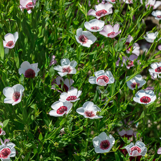Linum Bright Eyes