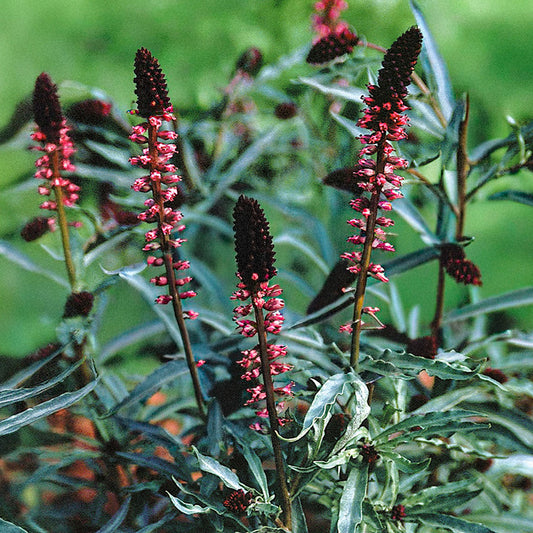 Weiderich - Beaujolais 