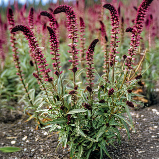 Weiderich - Beaujolais 