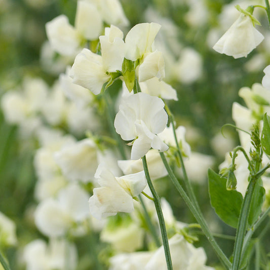 Siererwt - Spring Sunshine QIS Cream