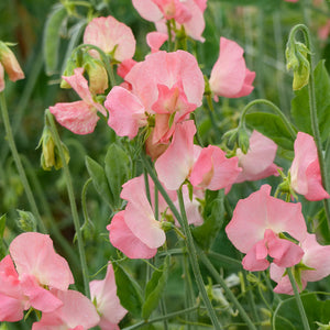 Lathyrus Spring Sunshine QIS Peach