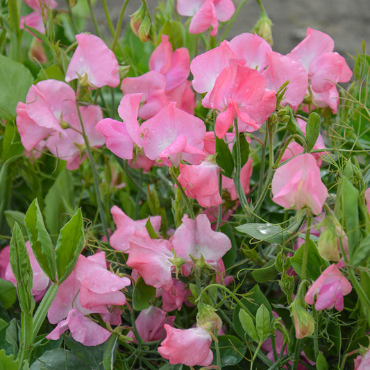 Siererwt - Spencer Mrs. R Bolton Pink