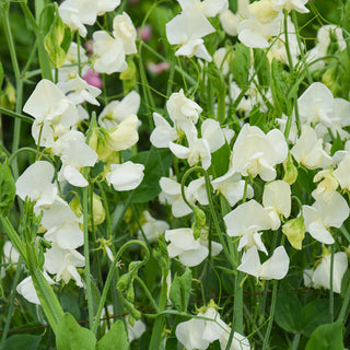 Duftwicke- Spencer Ice Cream