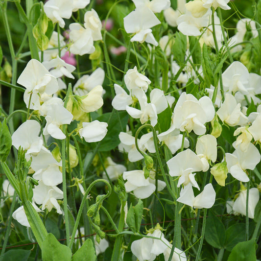 Duftwicke- Spencer Ice Cream