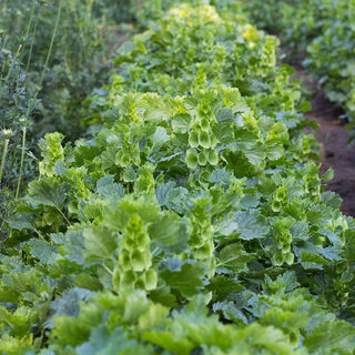 Muschelblume - Pixie Bells