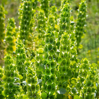 Muschelblume - Pixie Bells