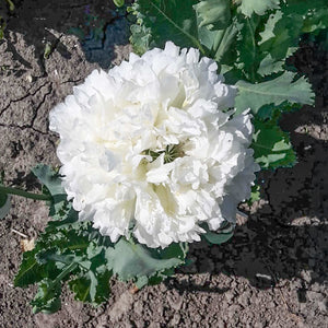 Papaver - White Cloud