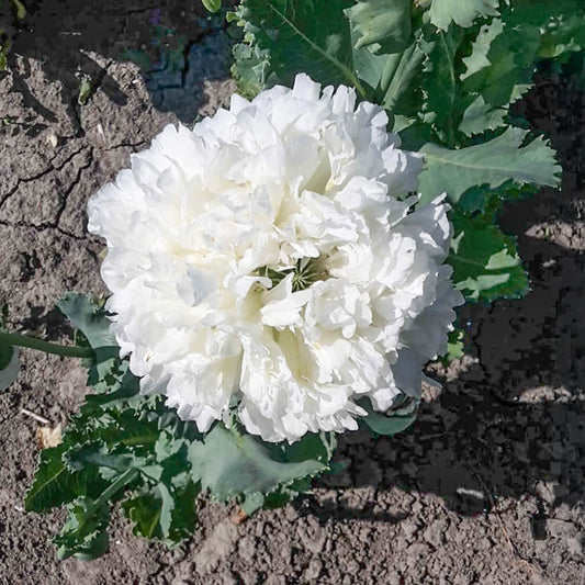 Mohn - White Cloud
