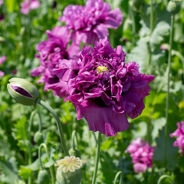Mohn Saatgut online kaufen? | Papaver Aussäen | Jansen Samen