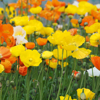 Isländischer Mohn- Iceland Mix