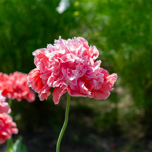 Papaver - Frosted Salmon Peony