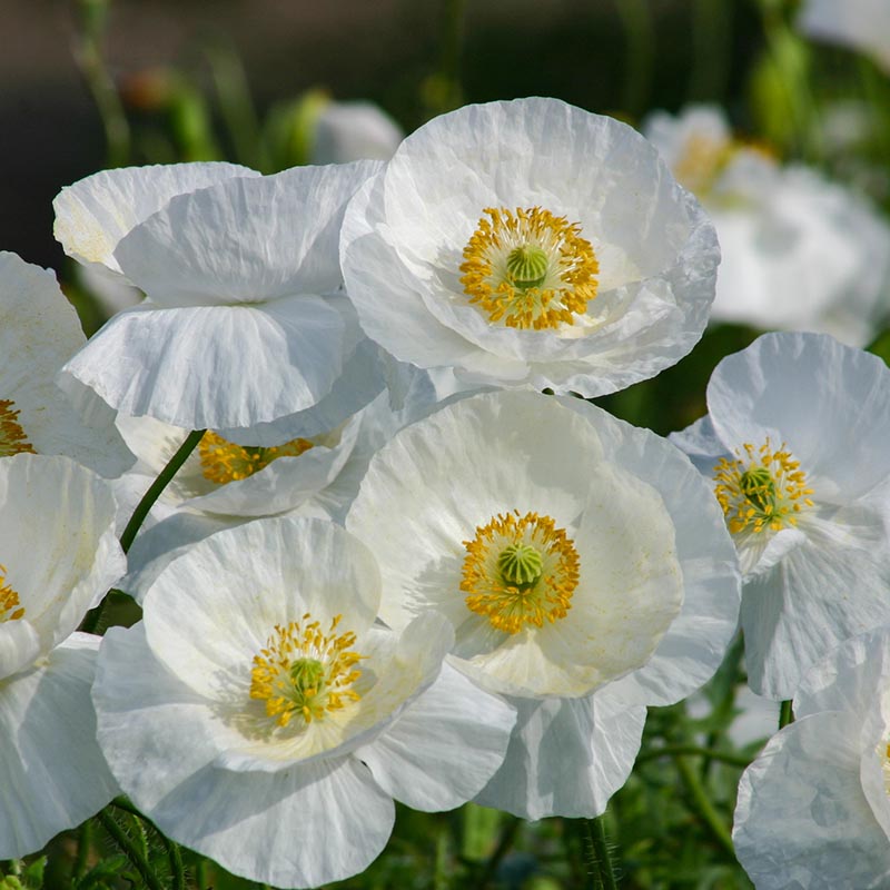 Bridal Silk Papaver Rhoeas