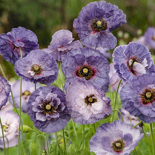Mohn - Amazing Grey