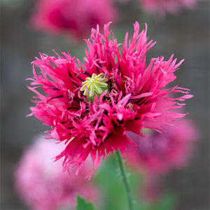 Papaver - Rose Feathers