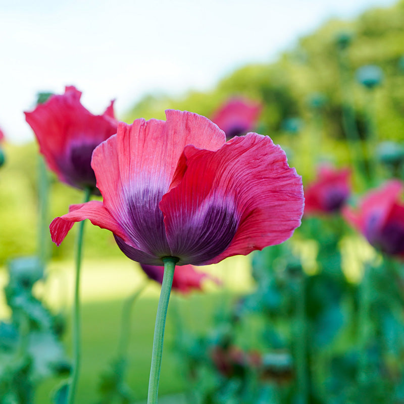 Papaver Bowling Ball