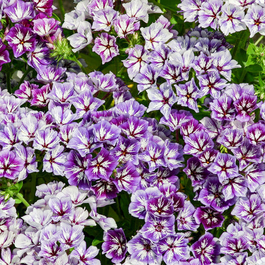 Phlox-Vlambloem-Sugar Stars