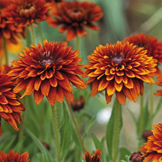 Rudbeckia Cherokee Sunset