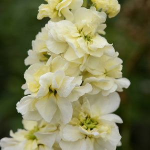 Violier - Miracle Yellow
