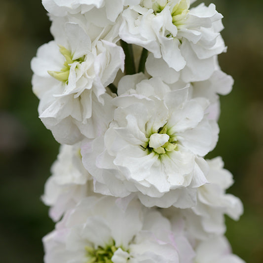 Levkoje | White Goddess | Matthiola incana | Jansen Samen – Jansen Zaden