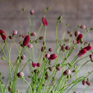 Grote pimpernel - Red Thunder