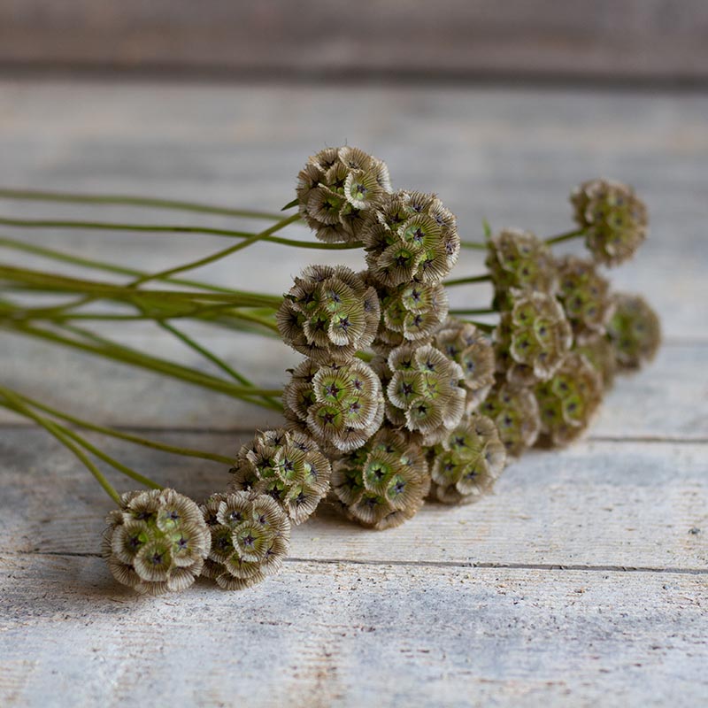 Trockenblumen Samen Aussäen?