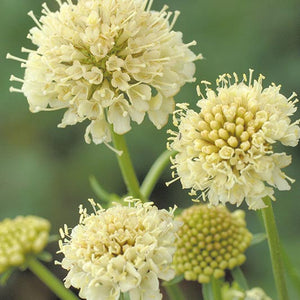 Duifkruid - Fata Morgana