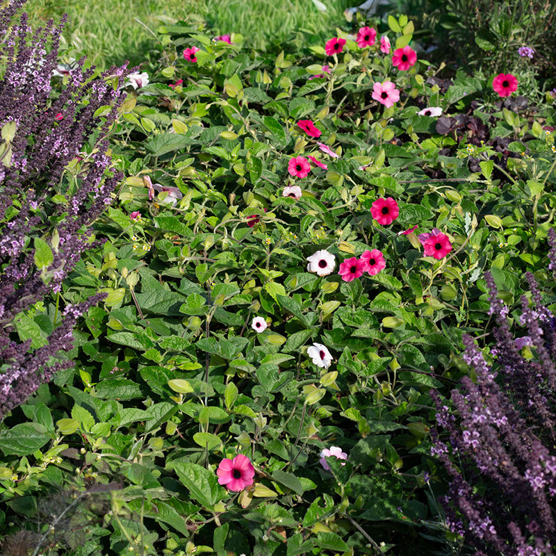 Schwarzäugige Susanne - Gelb