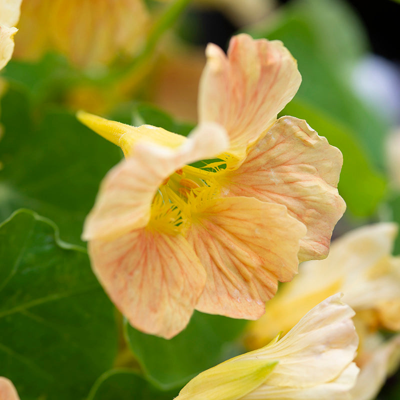 Oost-Indische Kers - Tip Top Pink Blush