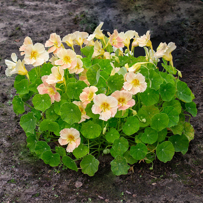 Oost-Indische Kers - Tip Top Pink Blush