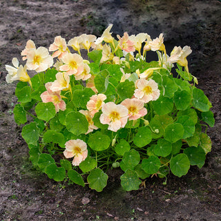 Oost-Indische Kers - Tip Top Pink Blush