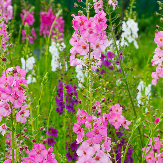Königskerze - Mullein Mix