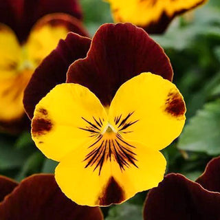 Viola - Cool Wave® Sunshine 'N Wine