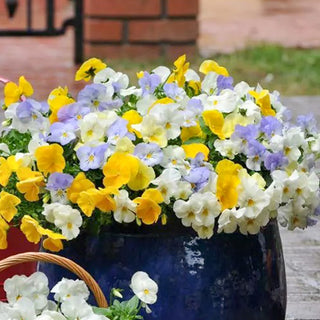 Viola - Cool Wave® Pastel Mix