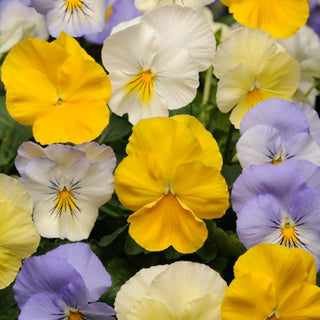 Viooltje - Cool Wave® Pastel Mix