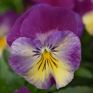 Viooltje - Cool Wave® Raspberry Swirl F1