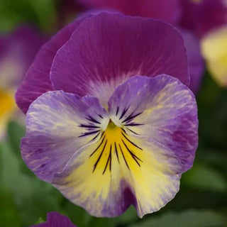 66509_800x800