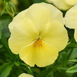 Viooltje - Cool Wave® Lemon F1