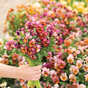 Viola Nature™ Mulberry Shades F1