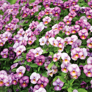 Viola Floral Power Plum Antique F1